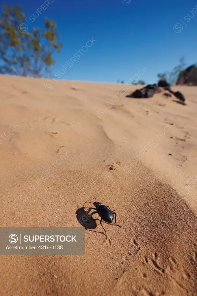 A pinacate beetle (Eleodes spp), also known as a stink beetle, on a sand dune, Cabeza Prieta National Wildlife Refuge, southern Arizona.