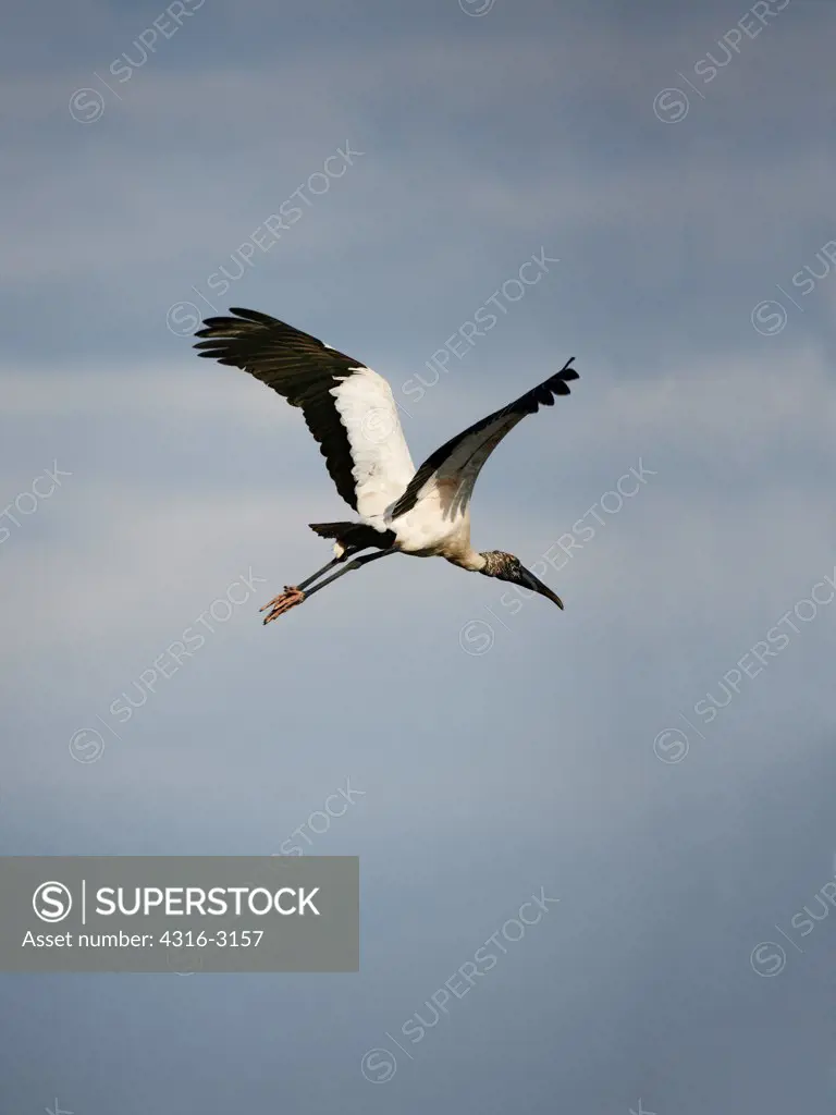An African Sacred Ibis (Threskiornis aethiopicus) takes flight in the Everglades, Everglades National Park, Florida.