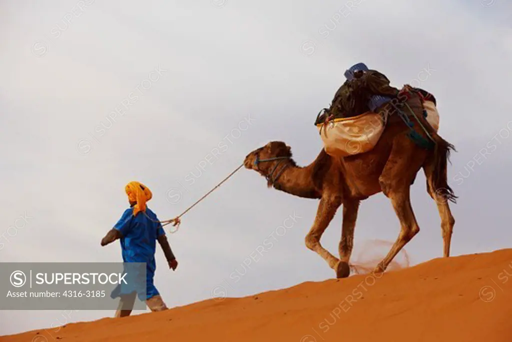 A young Bedouin nomad leading a camel, Erg Chebbi, near Merzouga, in the interior of the Sahara Desert, Morocco.