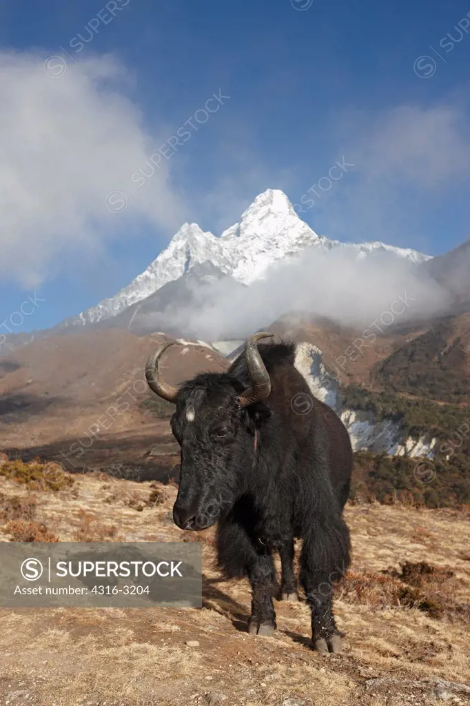 A yak below Ama Dablam, Mount Everest Region, Nepal.