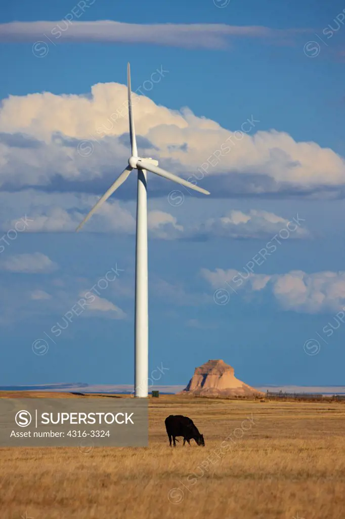 A cow grazes in front of a large electricity-generating wind turbine, with the Pawnee Buttes in the distance, Pawnee National Grasslands, Colorado.