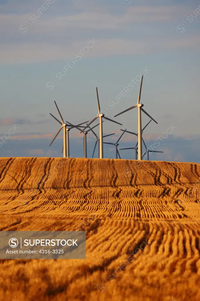 Wind turbines of the Cedar Creek Wind farm, on the Pawnee National Grasslands, near Grover, Colorado, with wheat in the foreground.