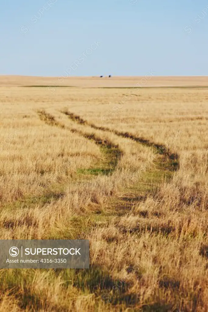 Vehicle tracks curve through the prairie, in the Pawnee National Grasslands, Colorado.