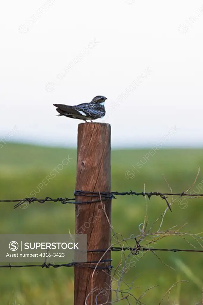 Common Nighthawk (Chordeiles minor), sitting on fence post in Pawnee National Grasslands, Colorado.
