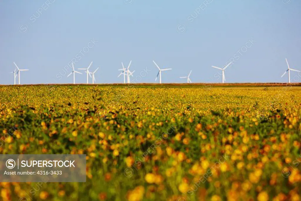 Field of sunflowers with the wind turbines of a wind farm in the distance.