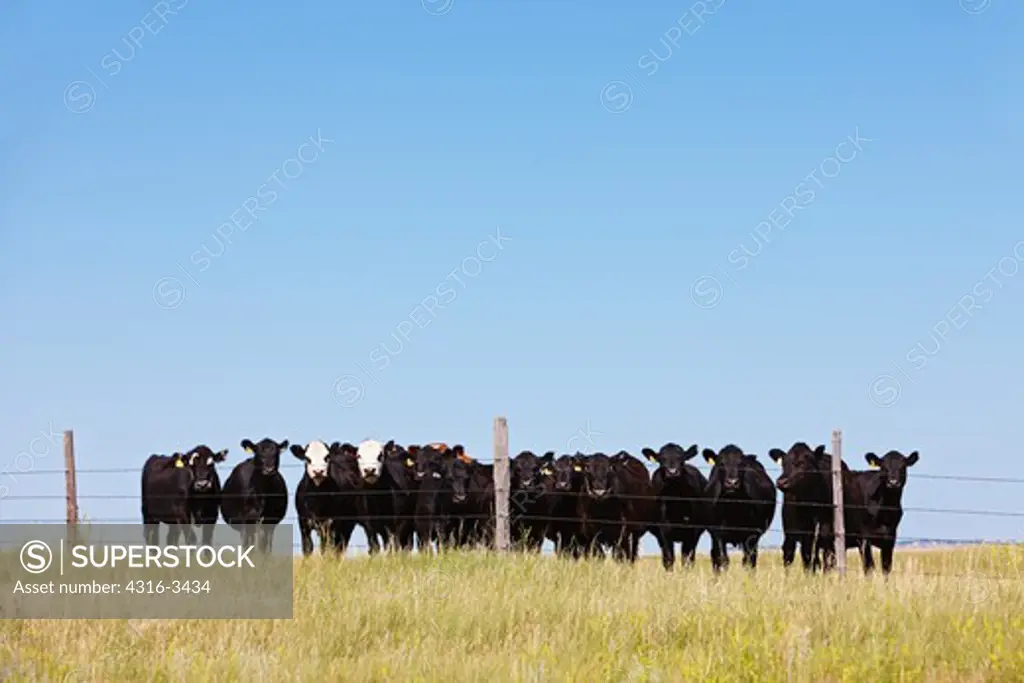 Group of beef cattle in a line behind a fence.
