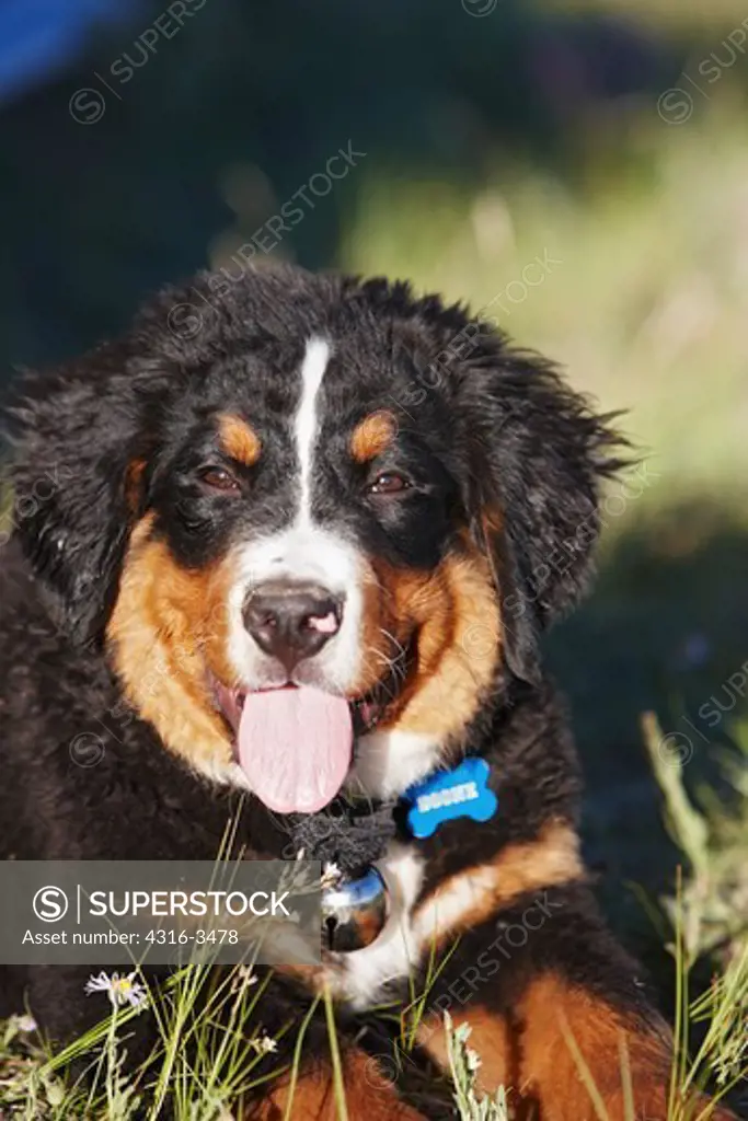 Bernese mountain dog puppy in mountains.