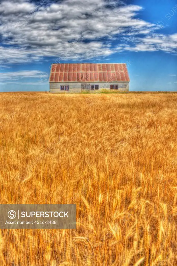 Old farm house in a wheat field, high dynamic range, or HDR image.