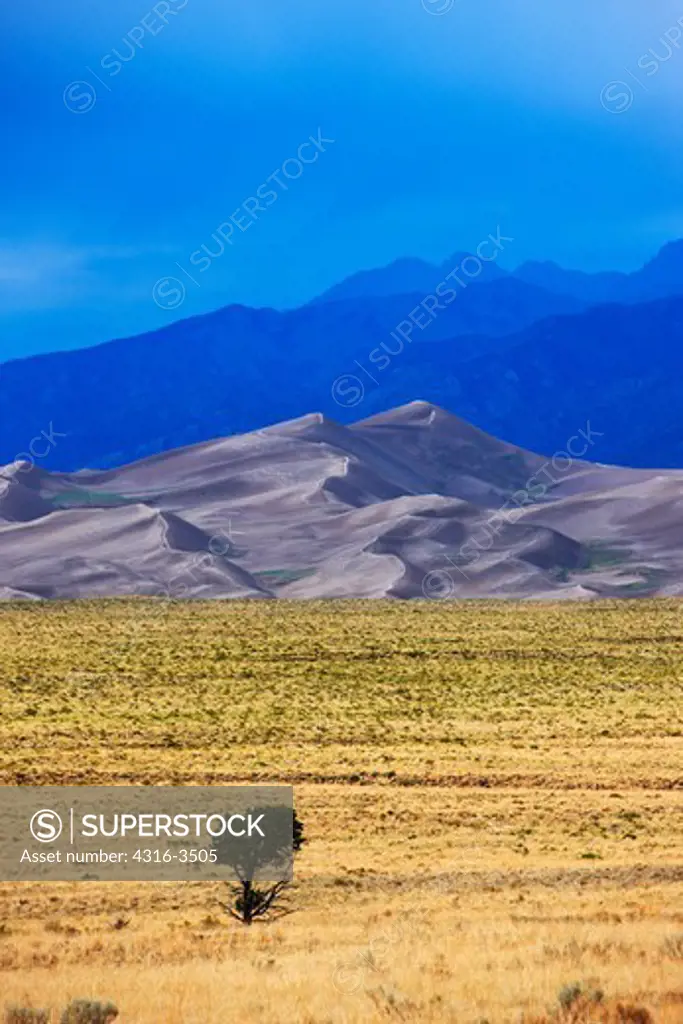 Lone tree stands near the Great Sand Dunes, high dynamic range, or HDR image.