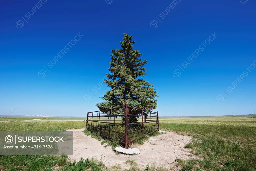 Lone tree on prairie, protected from grazing cattle by a fence.
