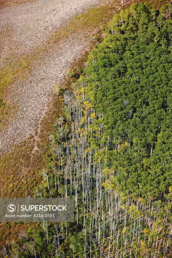 Aerial view of stands of Aspen, Populus tremuloides, some killed by bark beetle, in the Rocky Mountains of Colorado.