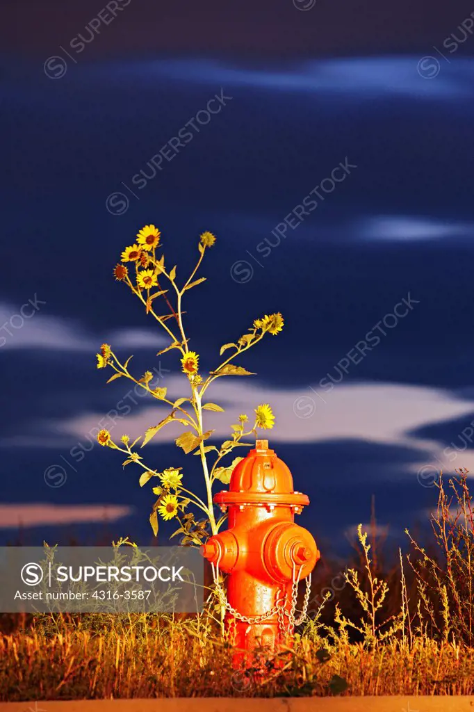 Dusk view of a fire hydrant and a stand of prairie sunflowers, Helianthus petiolaris.