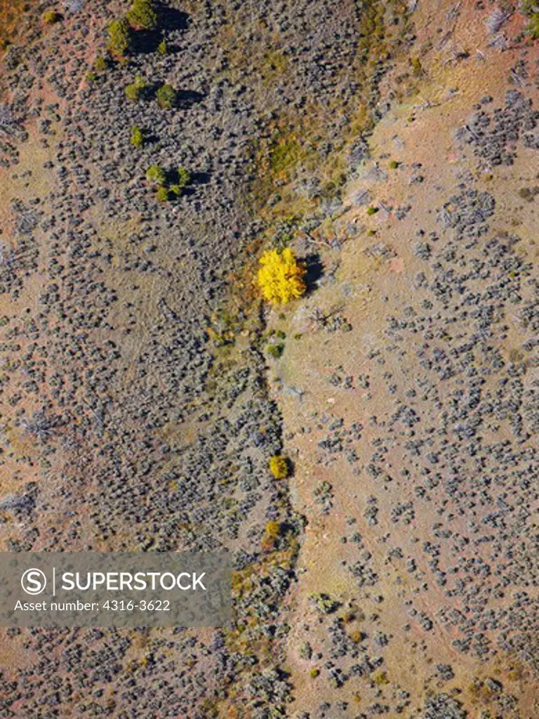 Aerial view of a lone tree with fall foliage change in the Rocky Mountains of Colorado.
