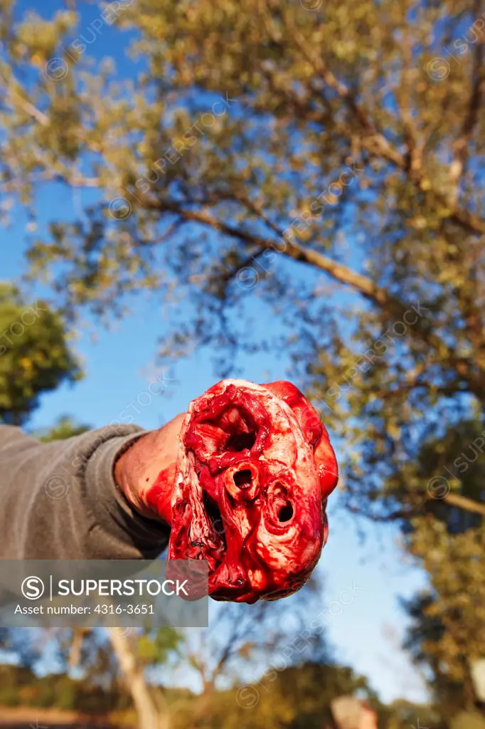 During field dressing of a freshly killed deer, a man holds out the deer's heart.