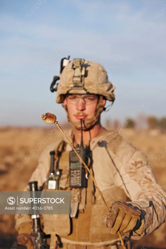 U.S. Marine Holds a Dried Poppy, For Use in Heroin Production, Helmand Province of Afghanistan