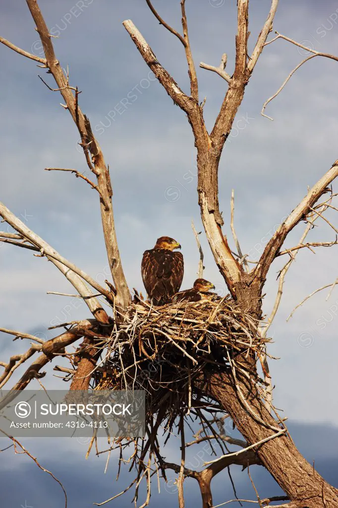 Nesting Mother and Chick Ferruginous Hawks