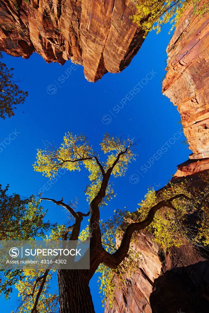 Tree and Cliffs, Zion National Park