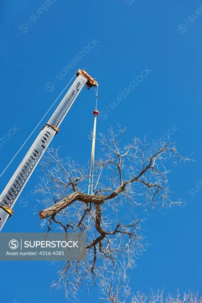 Crane Hoisting Large Cut Limb of a Cottonwood Tree During Tree Trimming Operation