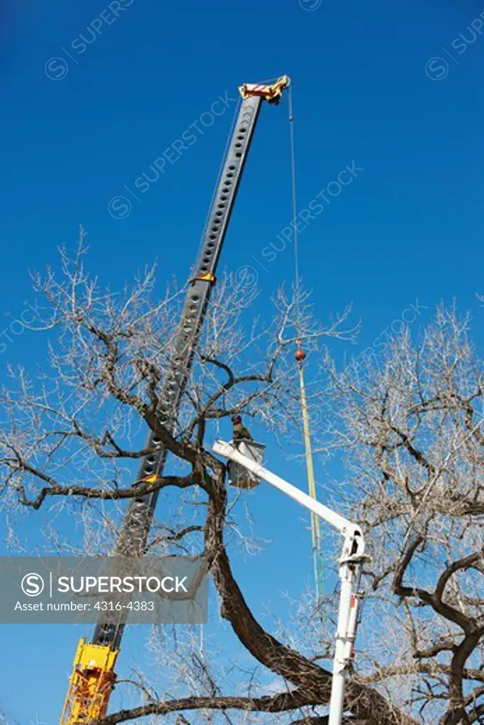 Tree Trimmer, or Arborist, Inspecting Large Cottonwood Tree Limb That is Attached to a Crane