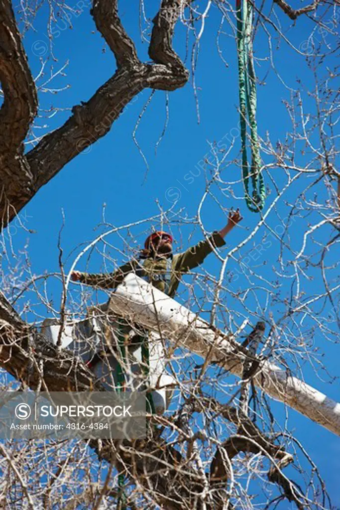 Tree Trimmer, or Arborist, Reaching For Crane Strap From Inside Bucket of Cherry Picker
