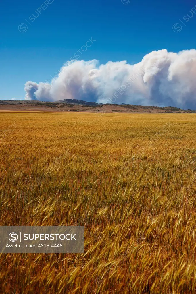 Raging mountain wildfire, rising smoke, foreground wheat field, northern Colorado, USA