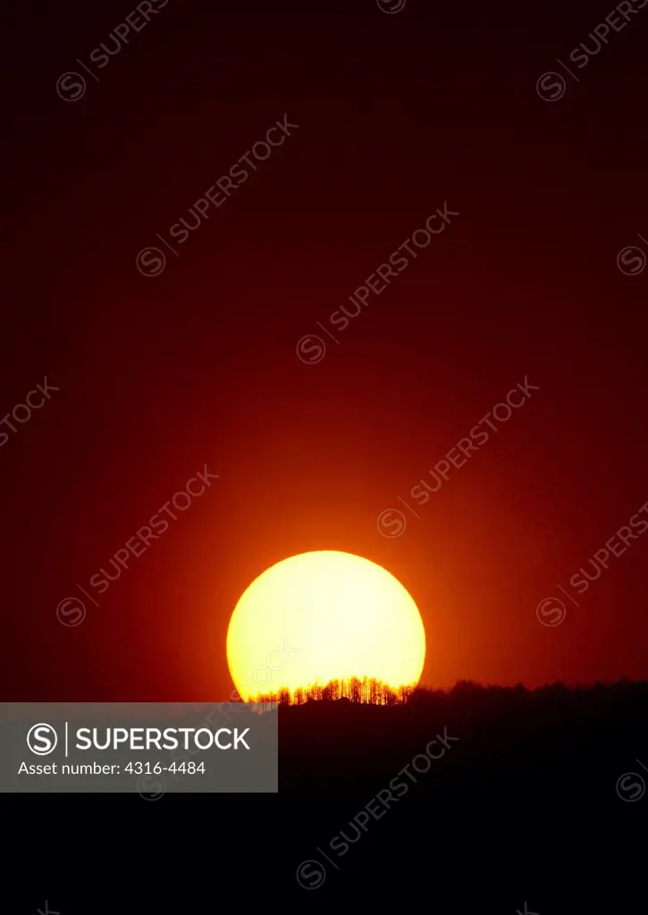 Scorched trees from wildfire silhouetted by setting sun, northern Colorado, USA