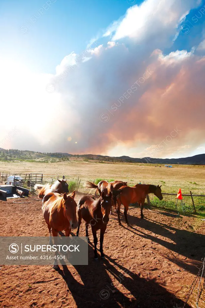 Horses below plume of smoke from raging mountain wildfire, Colorado, USA