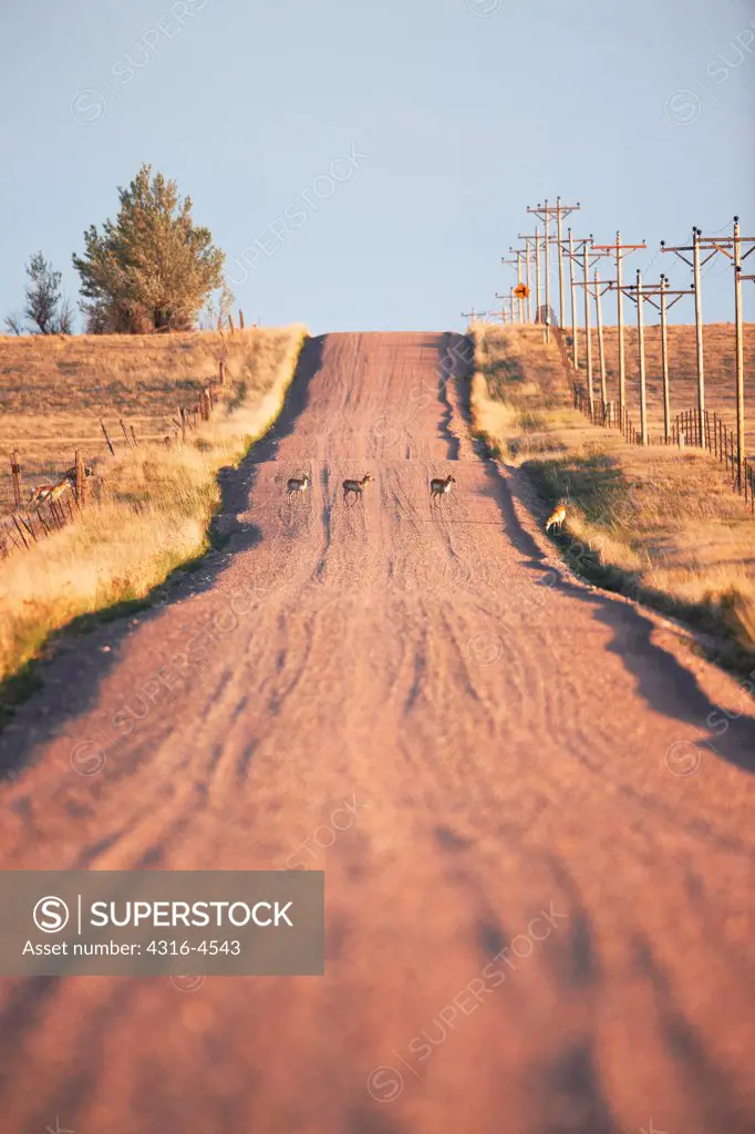 Pronghorn (Antilocapra americana) crossing country dirt road, eastern plains of Colorado, USA