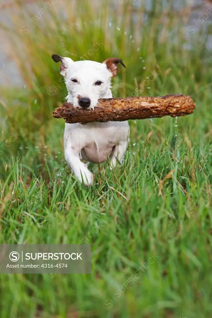 Jack Russell Terrier carrying stick from lake