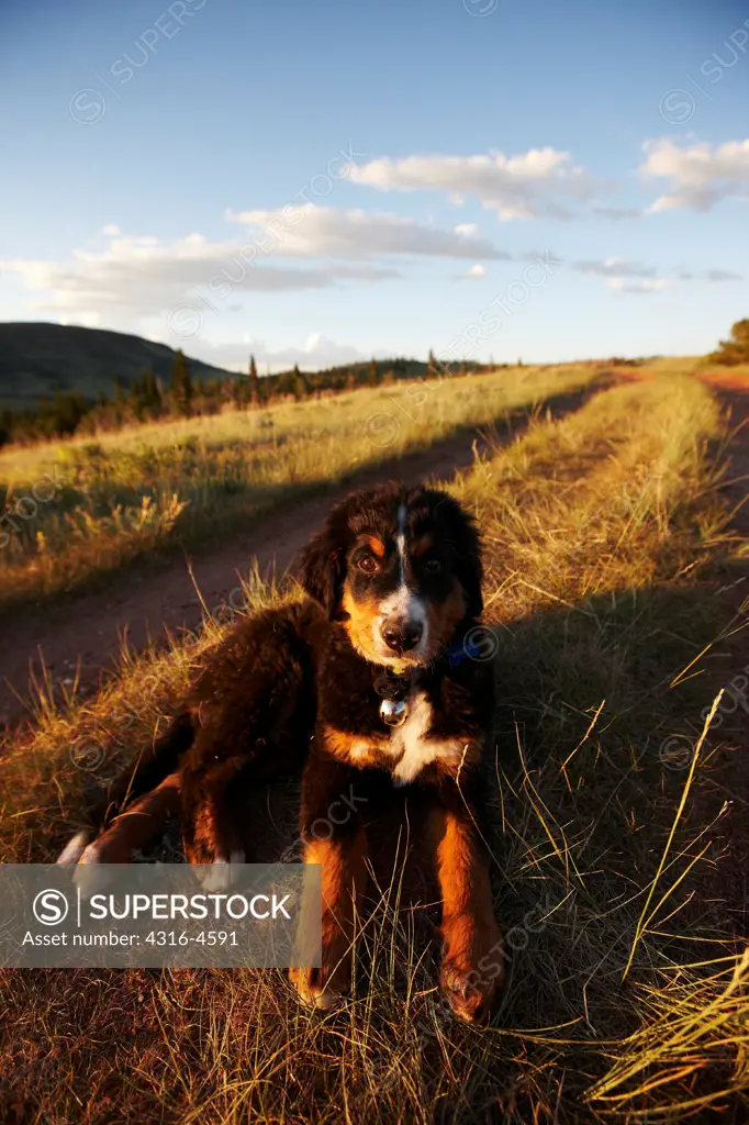 Bernese Mountain Dog puppy on country road, Colorado