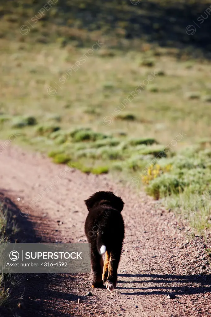 Bernese Mountain Dog puppy running on country road, Colorado
