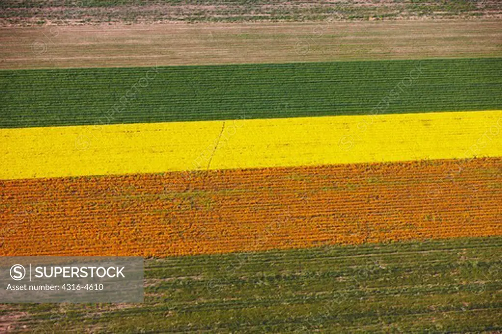 Aerial view of flowering crops, California