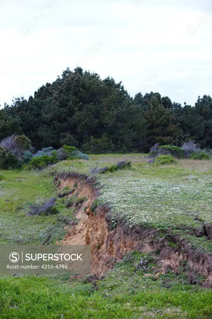 Scarp at the juncture of slumping earth, northern coast of California