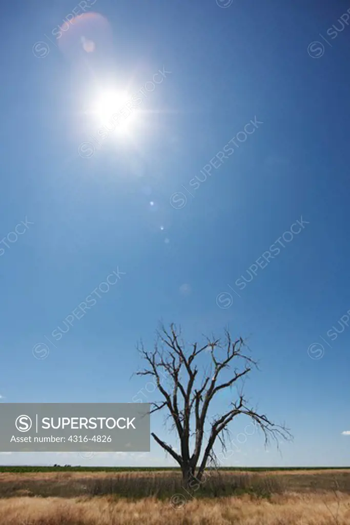 Sun and dead tree, Kansas