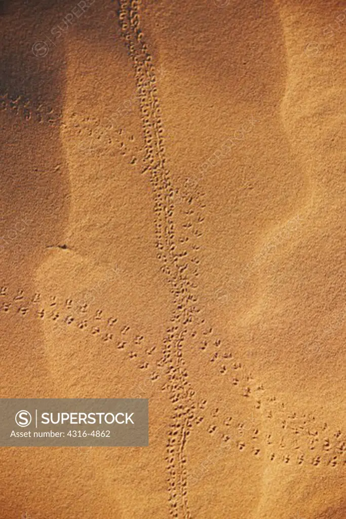 Pinacate beetle (Genus Eleodes) tracks on sand dune, Cabeza Prieta National Wildlife Refuge, southern Arizona