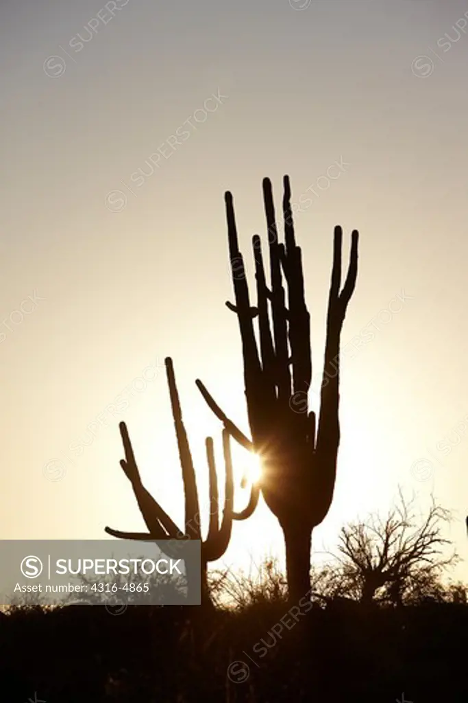 Silhouette of Saguaro Cactus, Carnegiea gigantea, Arizona