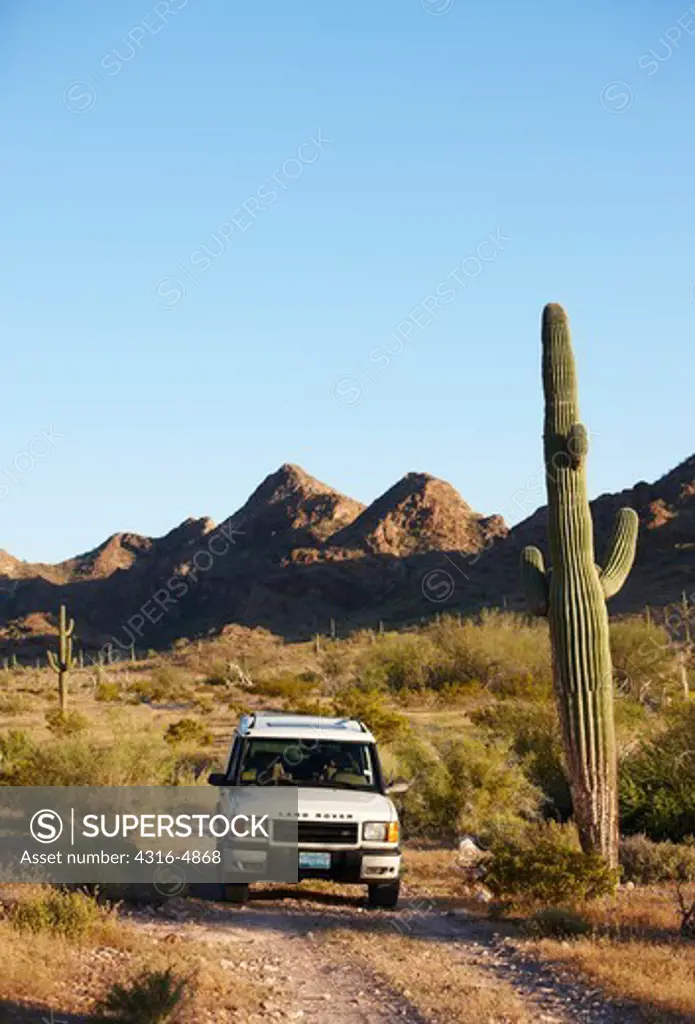 Land Rover on dirt road under saguaro cactus (Carnegiea gigantea), southern Arizona