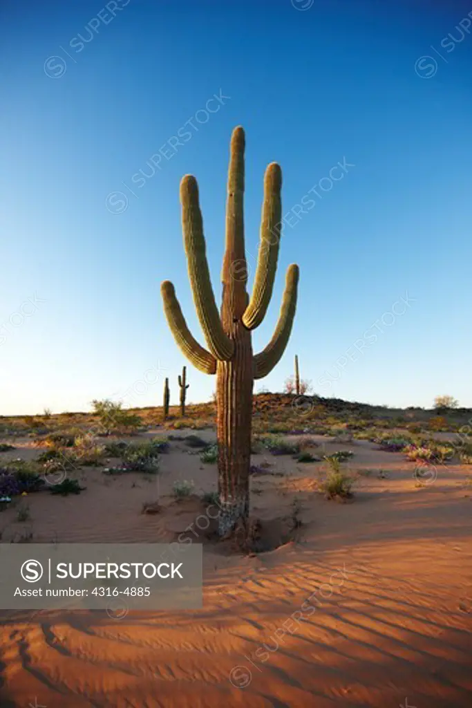 Saguaro cactus (Carnegiea gigantea) above sand dune, Cabeza Prieta National Wildlife Refuge, Southern Arizona