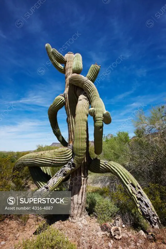 Twisted form of a Saguaro Cactus (Carnegiea gigantea), southern Arizona