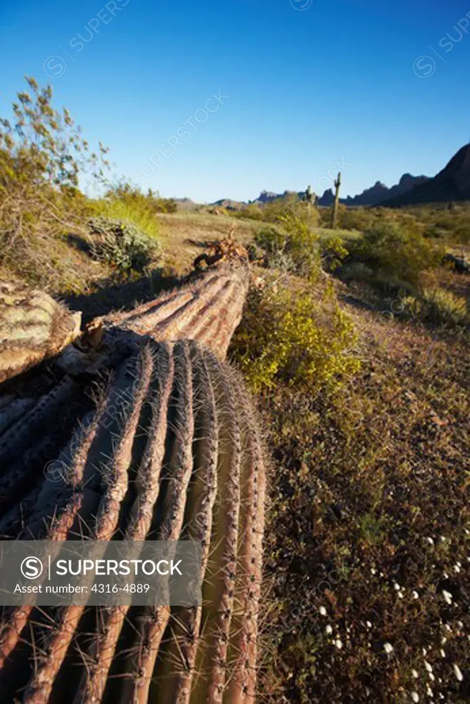 Fallen Saguaro cactus (Carnegiea gigantea), southern Arizona