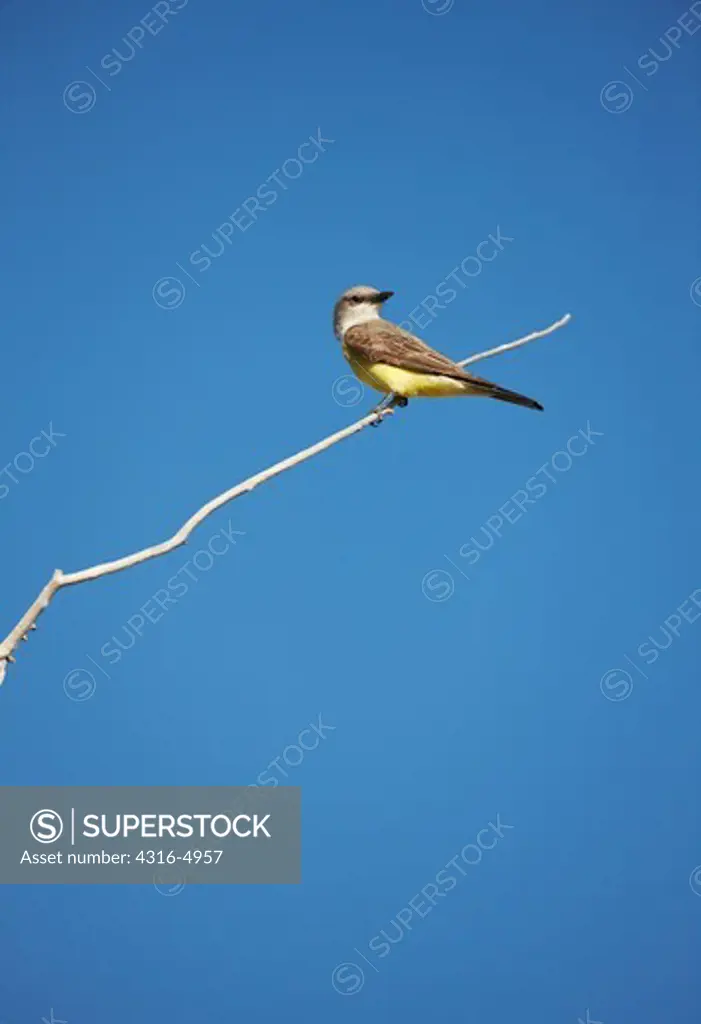 Western Kingbird, Tyrannus verticalis, atop branch, eastern Colorado