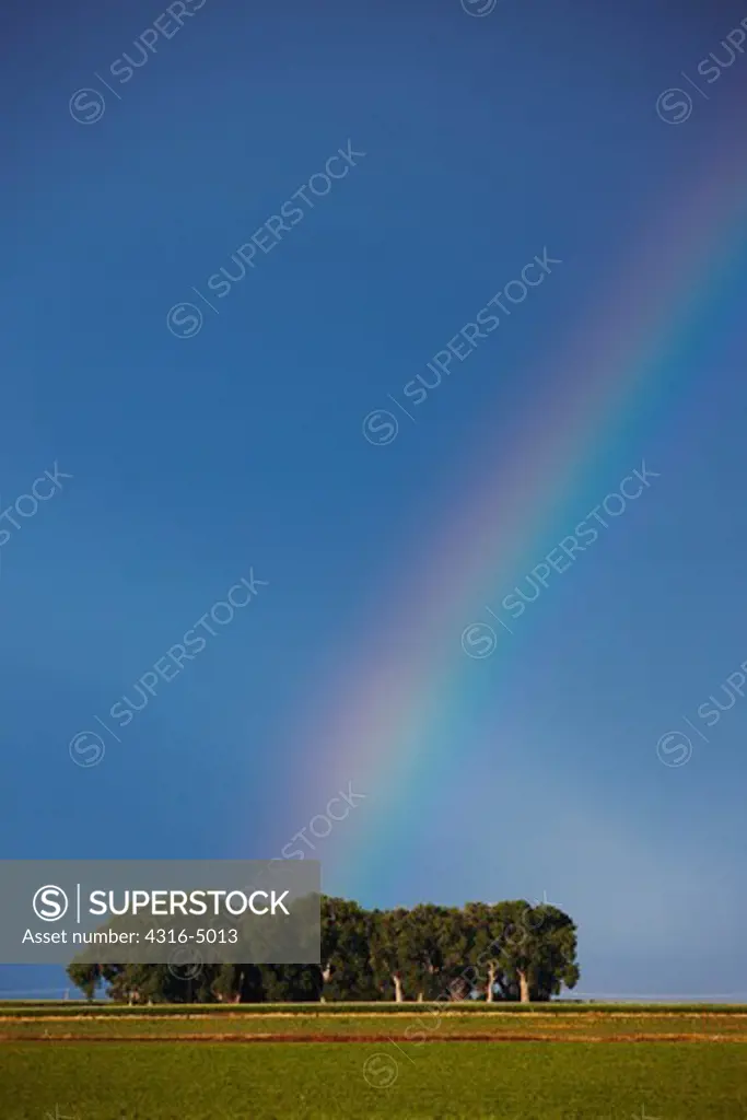 Rainbow and row of trees, Colorado