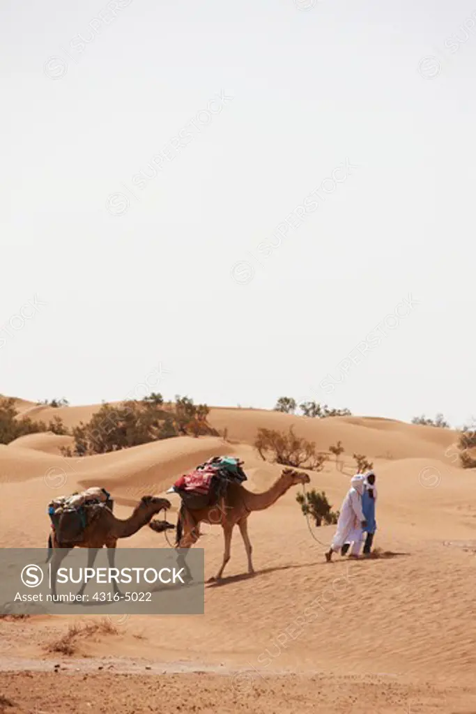 Bedouin nomads with camels, laden with supplies, Erg Chegaga, interior Sahara Desert, Morocco