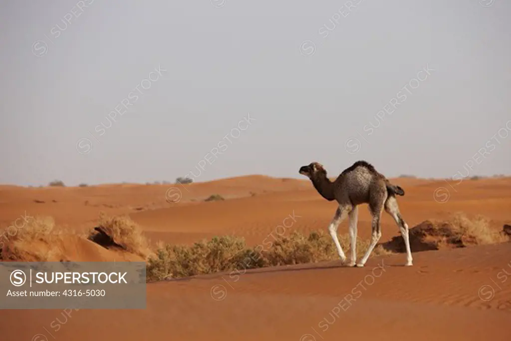 Calf camel, Camelus dromedarius, crossing sand dunes in the interior of the Sahara Desert, Morocco