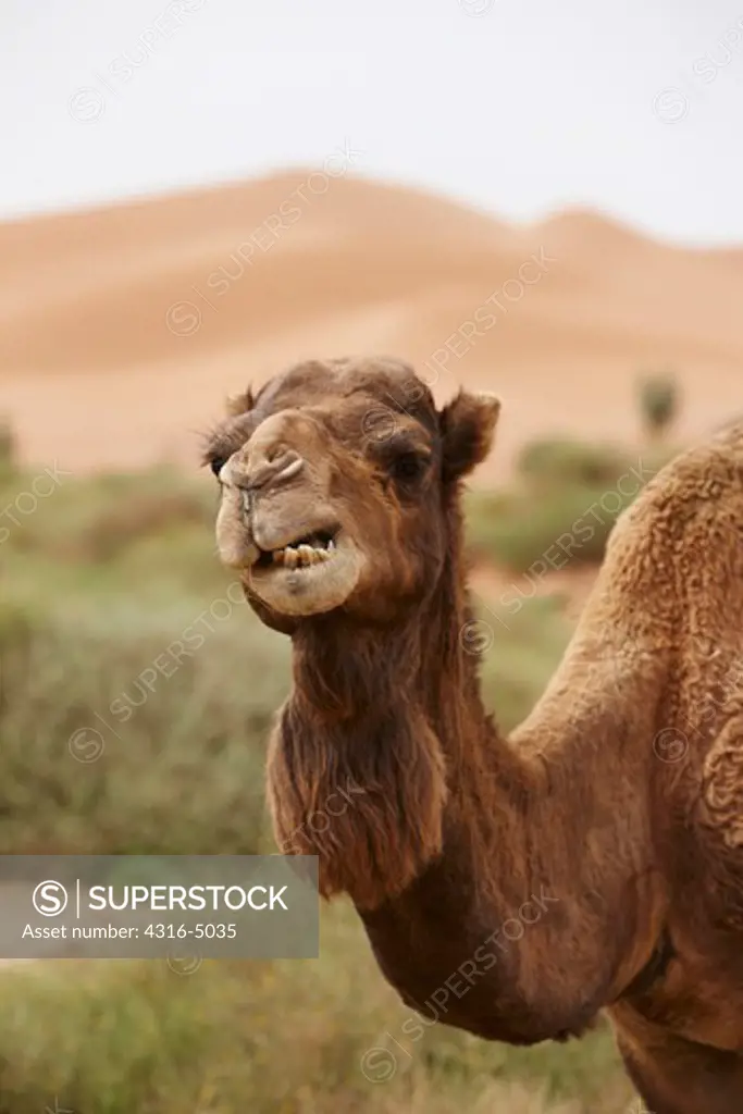 Camel, Camelus dromedarius, grazing below large sand dunes, interior Sahara Desert, Morocco