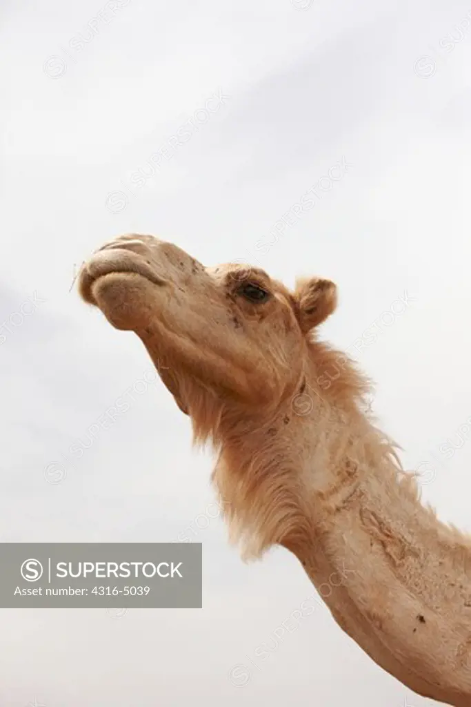 Candid portrait of a camel, interior Sahara Desert, Morocco