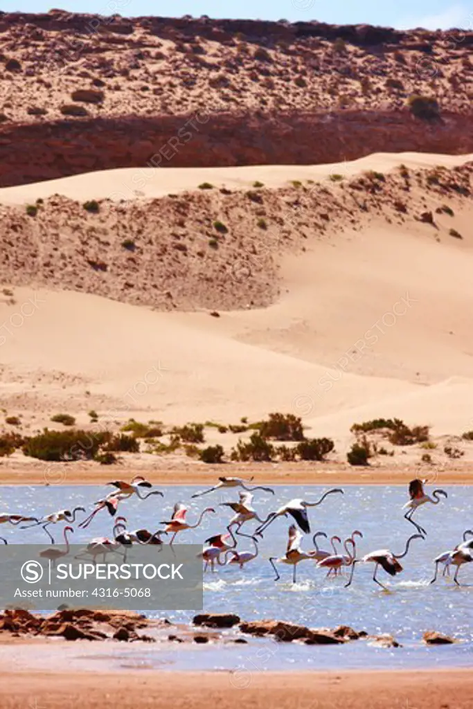 Greater flamingos (Phoenicopterus roseus) in a river's lagoon where the Sahara meets the Atlantic Ocean, Oued Ourgane El Tal, southern Morocco.