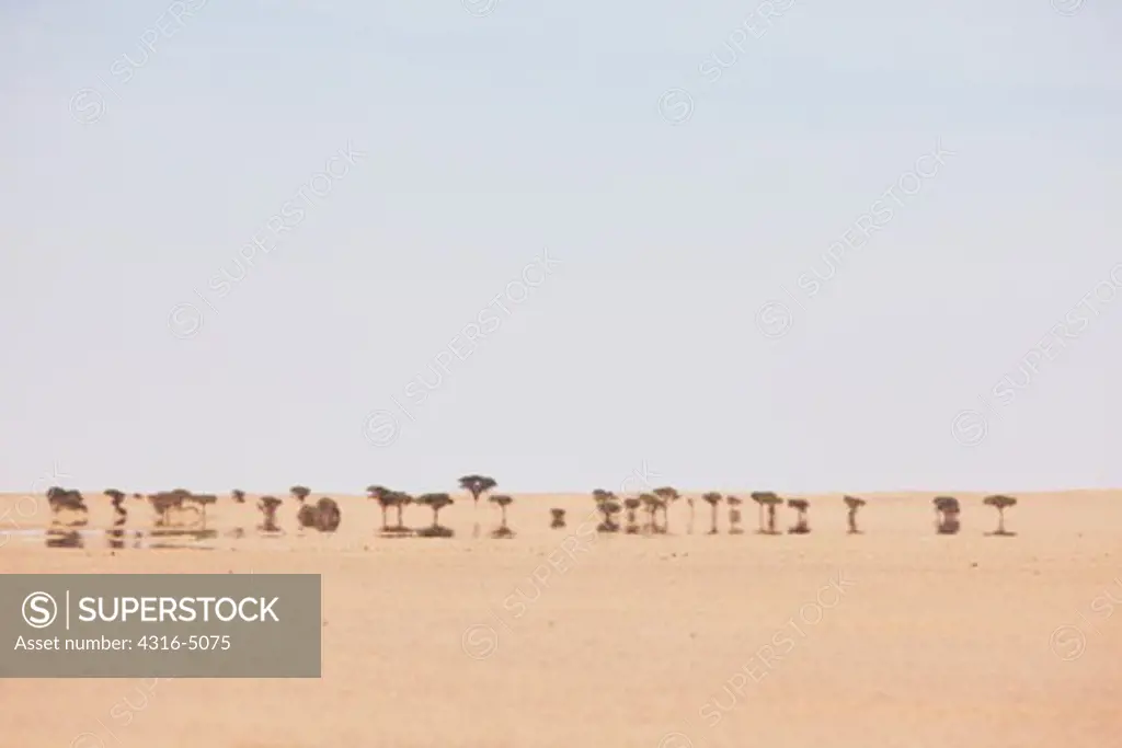 Open, flat desert, distant Acacia Trees, and powerful inferior mirage, interior Western Sahara, north Africa