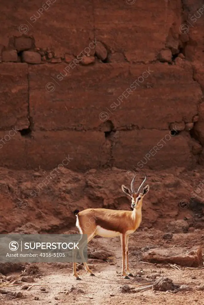 Dorcas gazelle (Gazella dorcas) interior Sahara Desert, Morocco