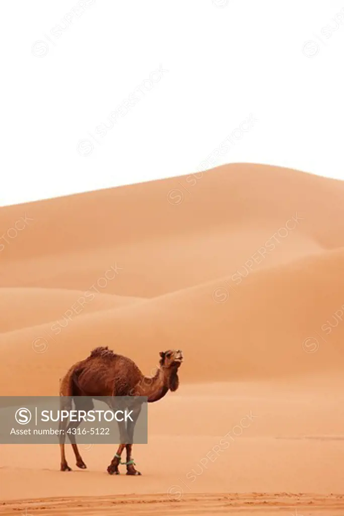Camel in dune field, Erg Chegaga, interior Sahara Desert, Morocco